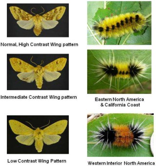 Spotted tussock moth and caterpillar varieties