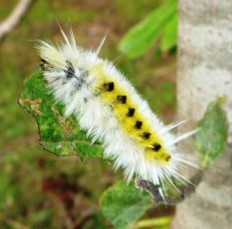 White variant of spotted tussock moth caterpillar